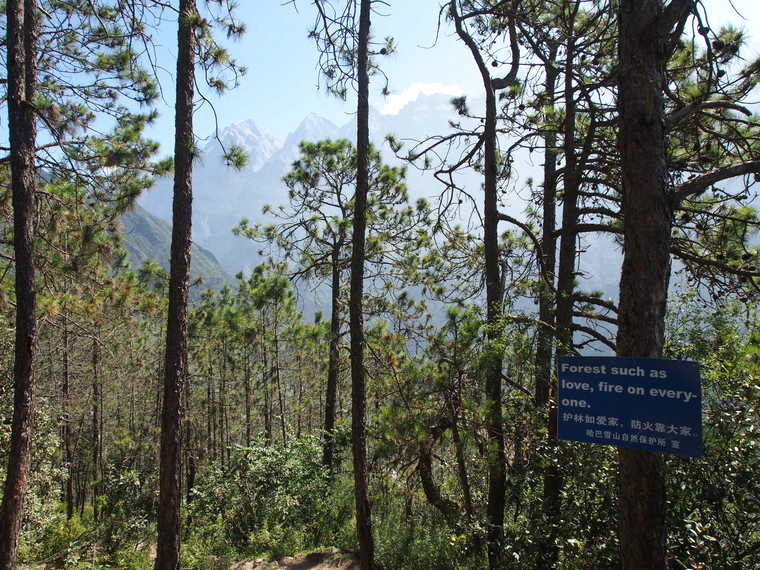 citation feu dans la fôret