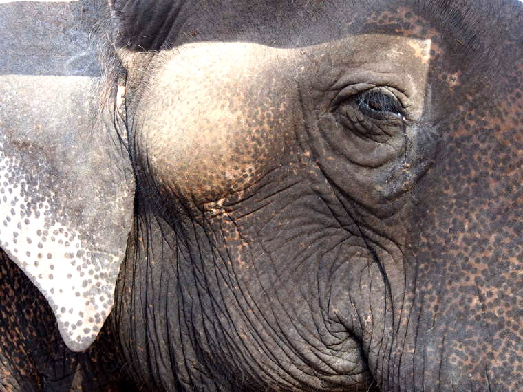 elephant laos