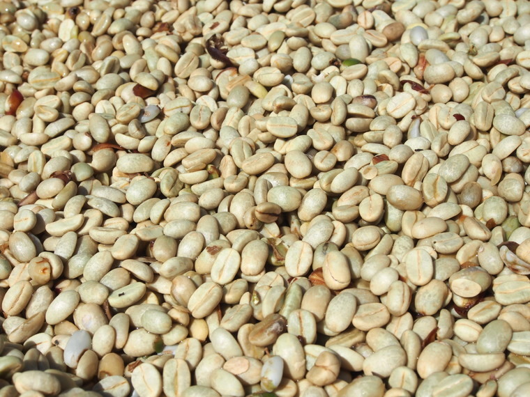 grains de cafe laos