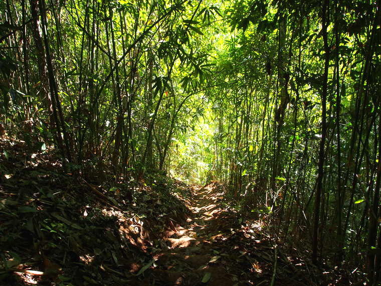 randonnee foret laos