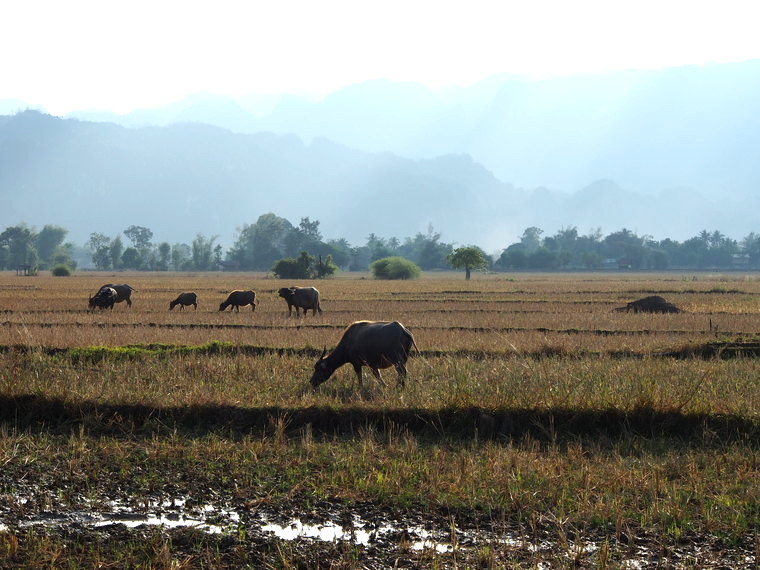 boeufs paysage laos