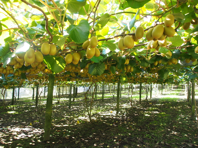 plantation arbre kiwi nouvelle zelande