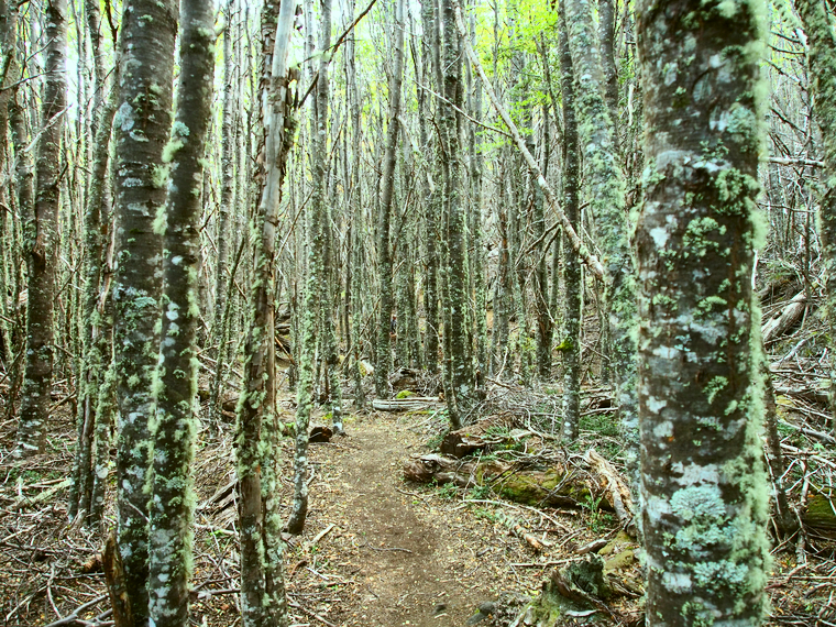 parc-national-coyhaique