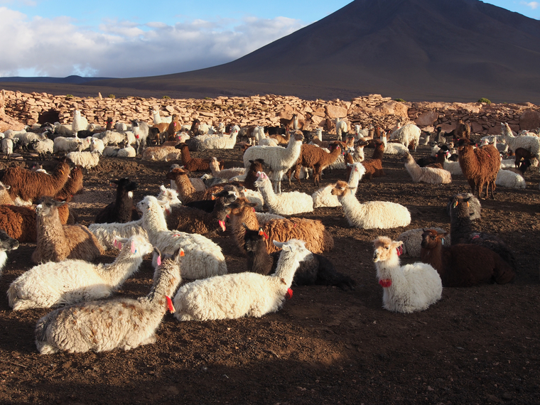 lama sud lipez bolivie