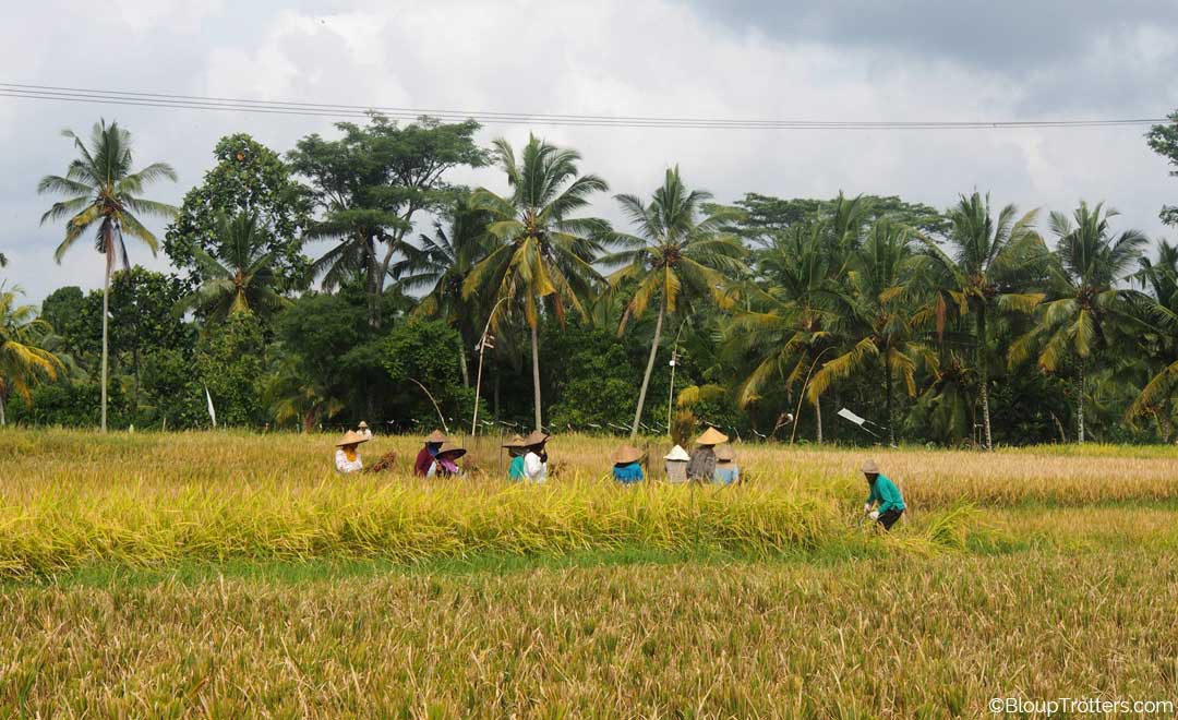 rizieres, bali