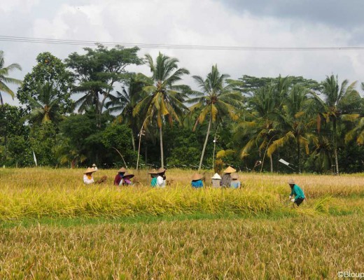 rizieres, bali