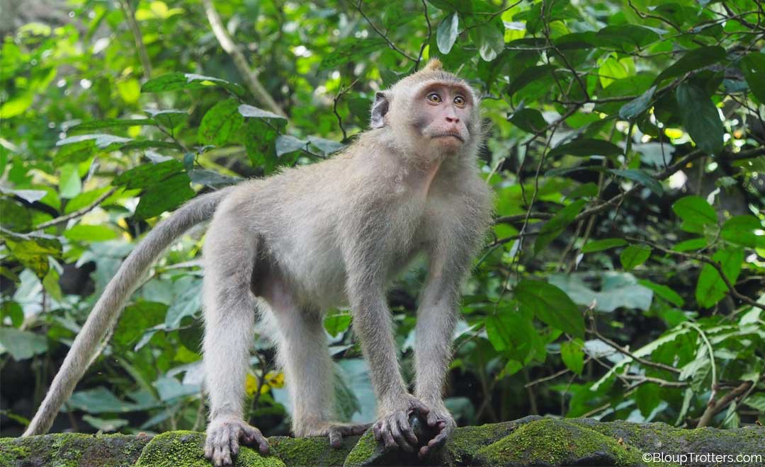 singe, forêt
