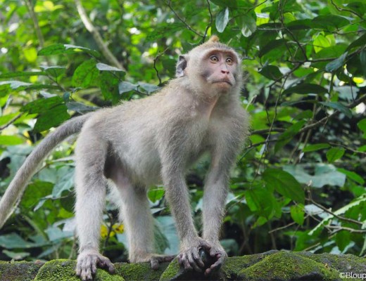 singe, forêt