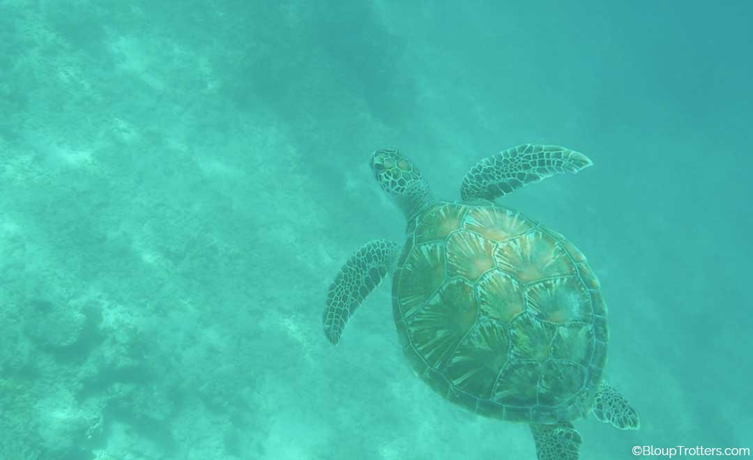 Tortue de mer