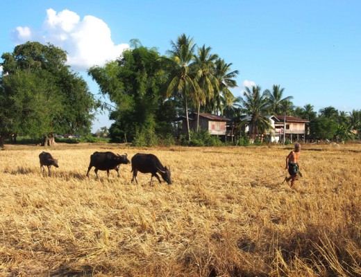 landscape don khone laos