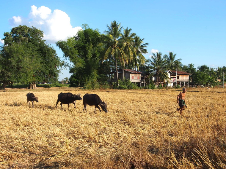 landscape don khone laos
