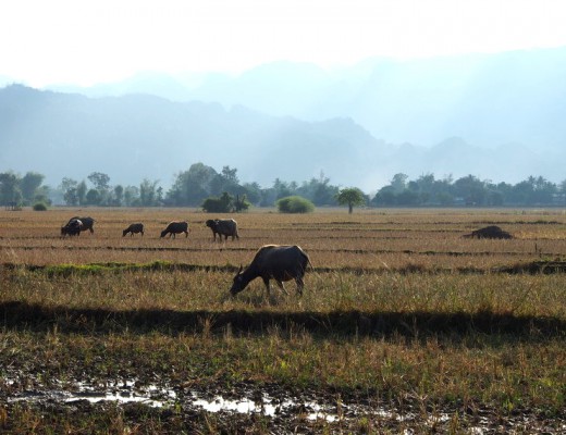 boeufs paysage laos