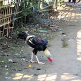 coq laos